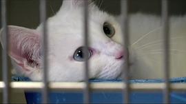猫夫人与700只猫 图5