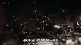 BBC 自然世界：沙漠螞蟻帝國 圖4
