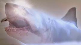 十大经典鲨鱼电影 图3