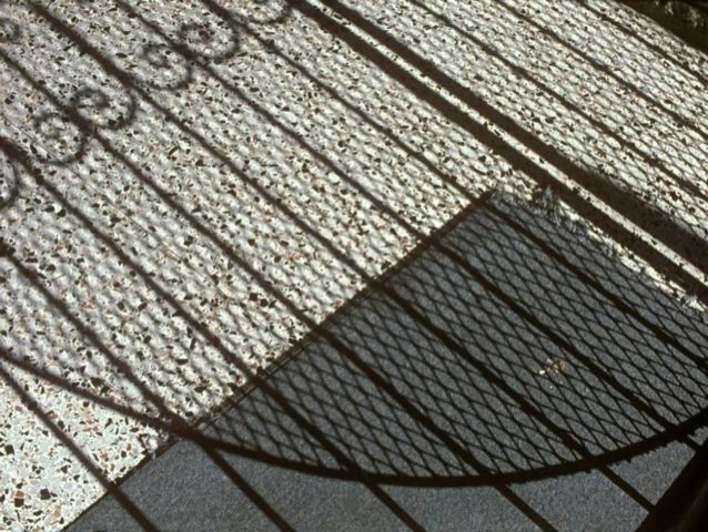 側柏