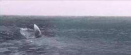 冰川鲨鱼 电影 图2