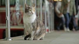 爱猫之城经典语录电影 图6