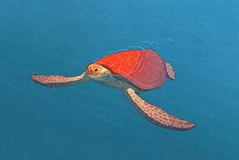 电影红海龟主题的意思是什么 图3