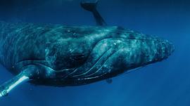 10种已灭绝的最大鲸鱼 图3