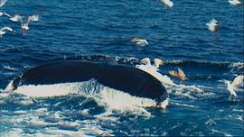 动物星球系列：鲸奇之旅 图10