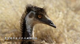 大鳥 圖3