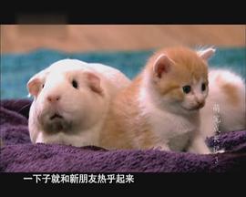 萌龐成長記 圖3