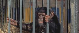 有黑猩猩的电影 图2