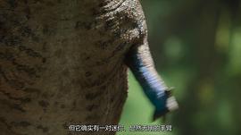 史前星球 第一季 圖10