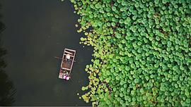 本草中國 第二季 圖3