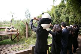 让熊猫飞 图1