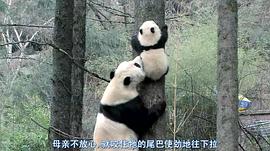 熊猫淘淘当爸爸 图9