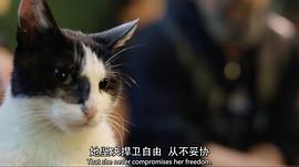 爱猫之城评价 图7