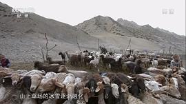 這里是新疆 圖1