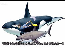 巨鲨大战食人鳄 图1