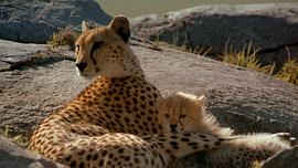 非洲：塞伦盖蒂国家公园 图1