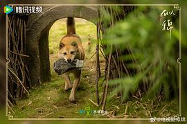 似锦 图8