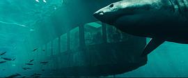 电影鲨海逃生免费版 图3