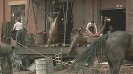 鳥人 圖8