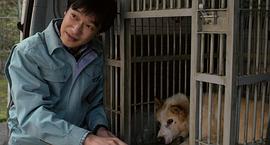 日本关于流浪狗的电影 图6