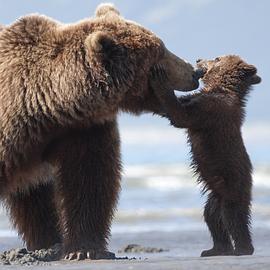 阿拉斯加的棕熊免费观看 图7