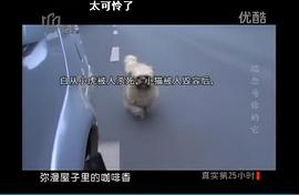 流浪狗小黃的故事 圖5