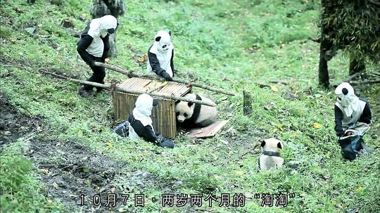 熊猫淘淘有自己的领地