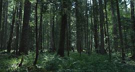 和森林有关的恐怖片 图2