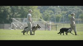 美国战争题材的军犬电影大全 图9