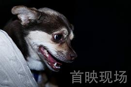 CCTV6播放一条狗的回家路 图2