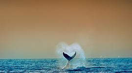 大头鲸图片 图8