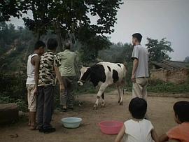 一只花奶牛 圖5