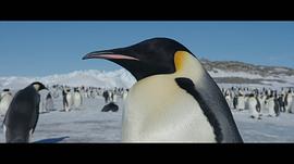 企鹅日记电影 图9