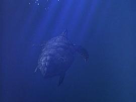 深海巨灵大海龟 图2