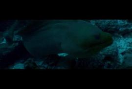 大白鲨电影免费观看完整版国语 图3