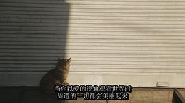 爱猫之城纪录片 图5