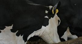 奶牛 圖4