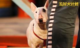 監(jiān)獄犬計(jì)劃 圖4
