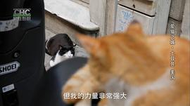 爱猫之城经典语录电影 图6