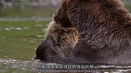 棕熊回归纪录片 图2