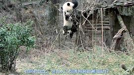 熊猫淘淘当爸爸 图5