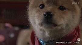 豆柴小犬 图5