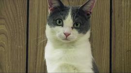 猫夫人与700只猫 图8
