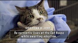 猫夫人与700只猫 图2
