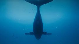 座头鲸的电影 图5