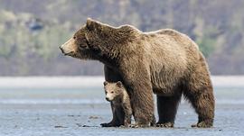 阿拉斯加的棕熊免费观看 图8