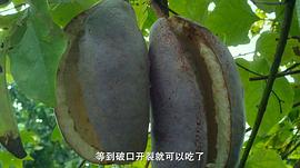 小森林·夏秋篇百度云 图7