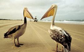 遷徙的鳥 圖3