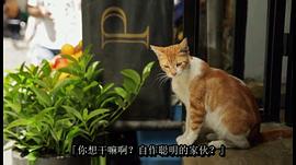 爱猫之城 图7