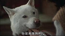 关于雪地犬的电影 图3